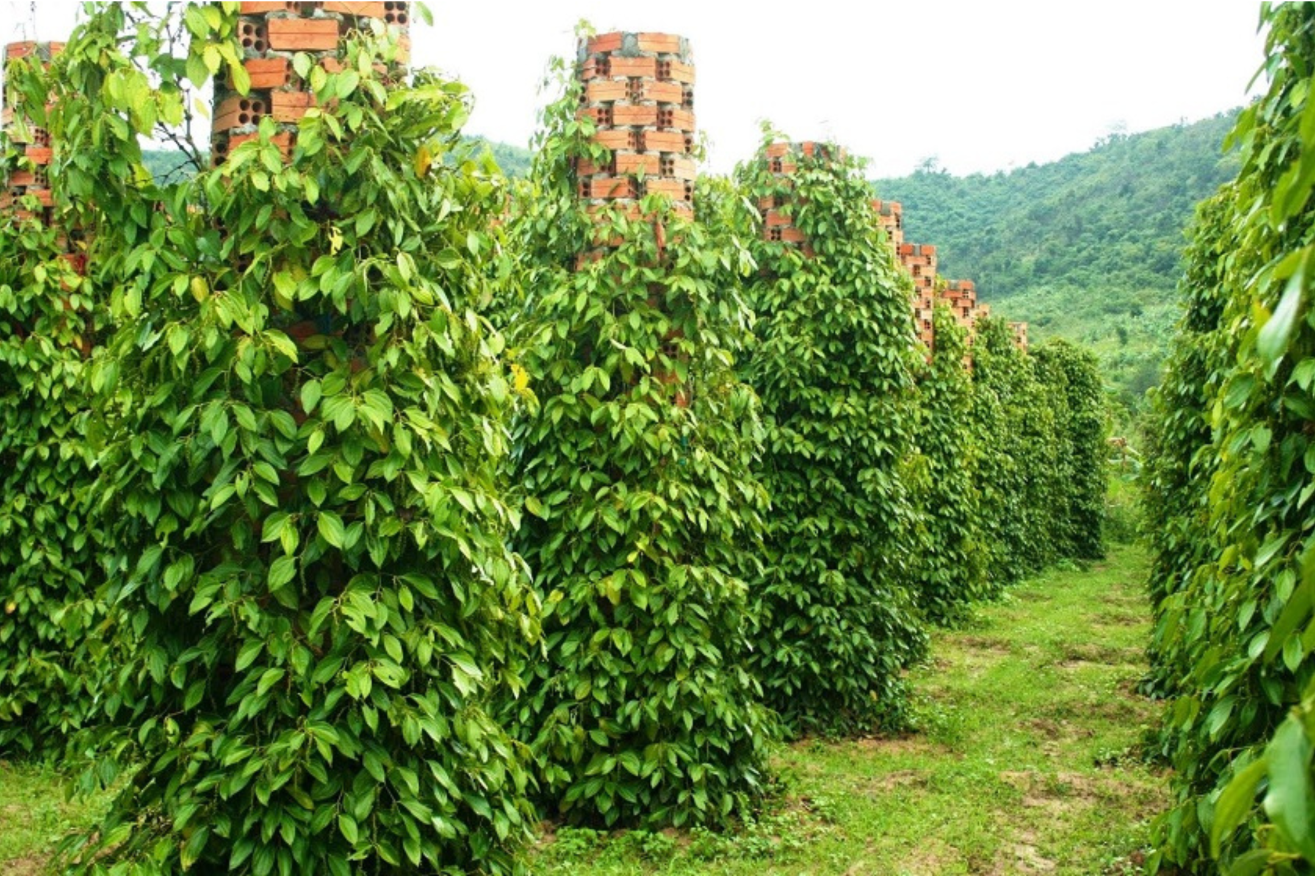 Black pepper plantation