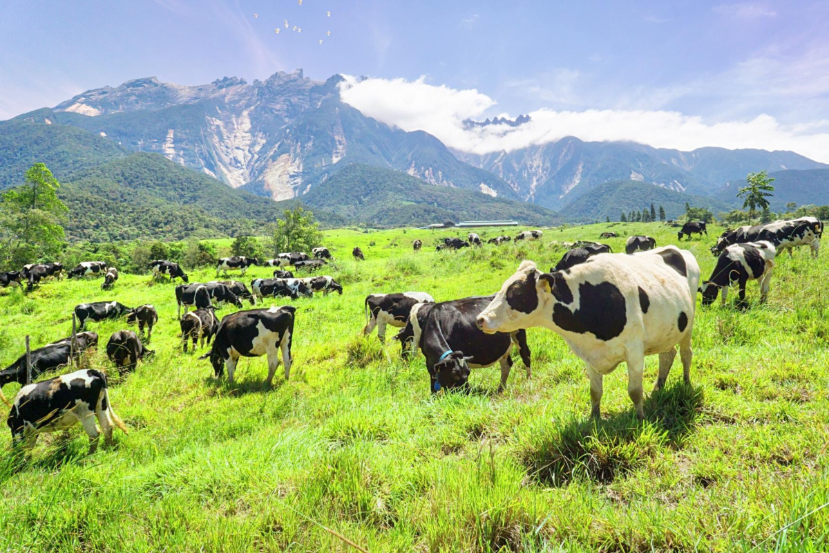 Desa Cattle Farm