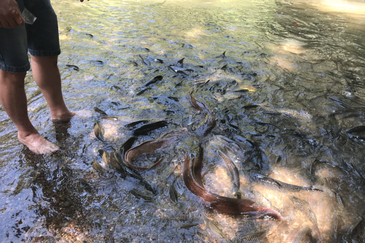 Luanti Fish Spa