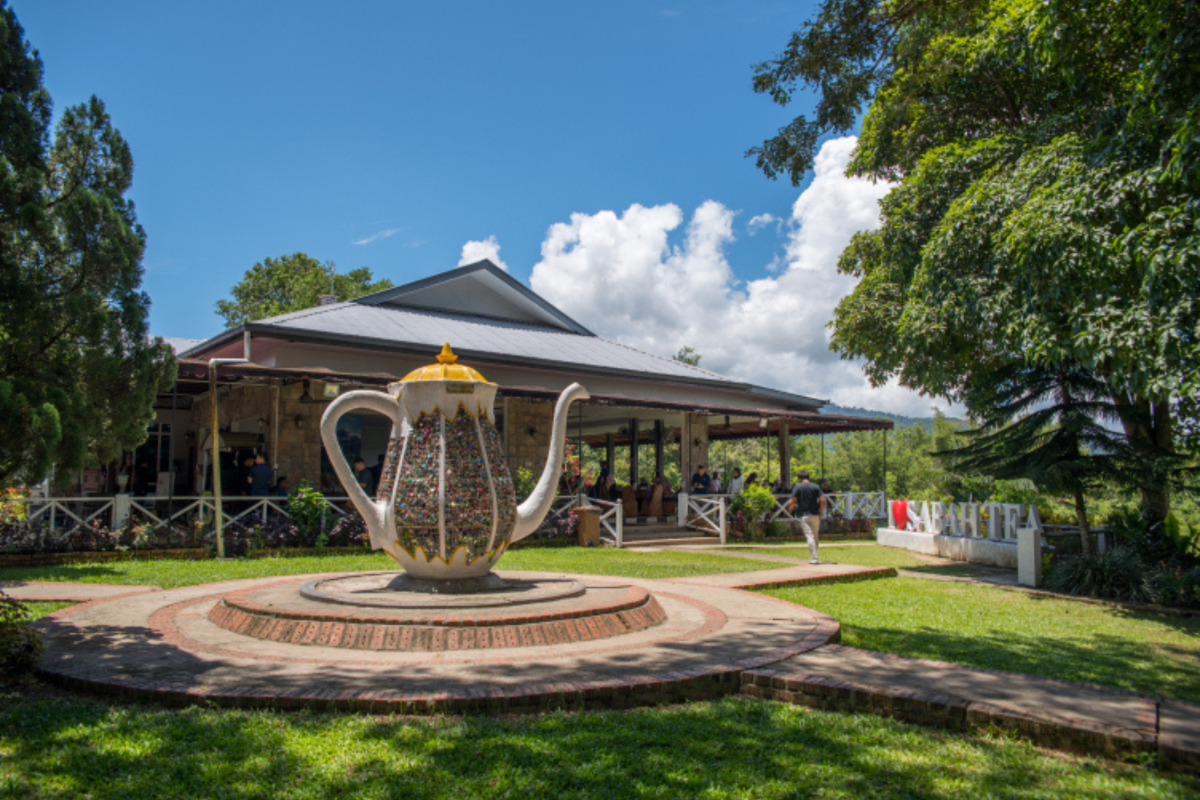 Sabah Tea Garden